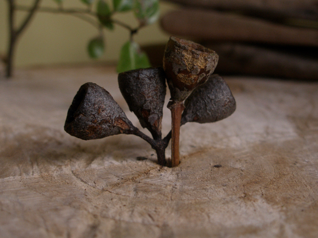 Small Seed Pods